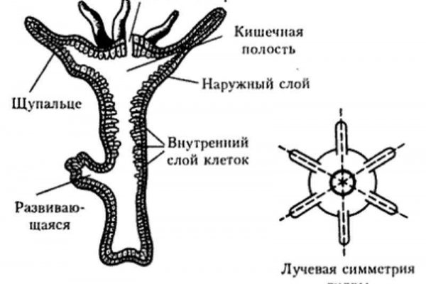 Кракен дарк ссылка