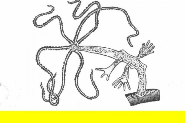 Как вывести деньги с kraken