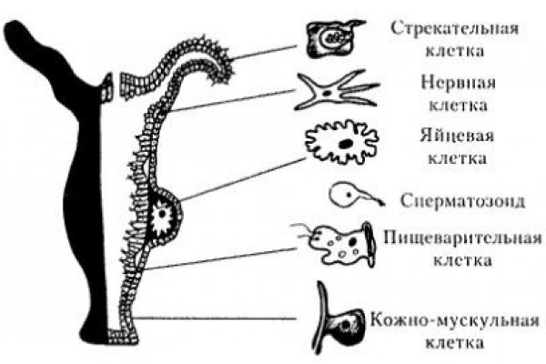 Что такое кракен в интернете